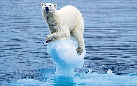 Klimaat verandering - Ijsbeer op smeltende ijsschots
